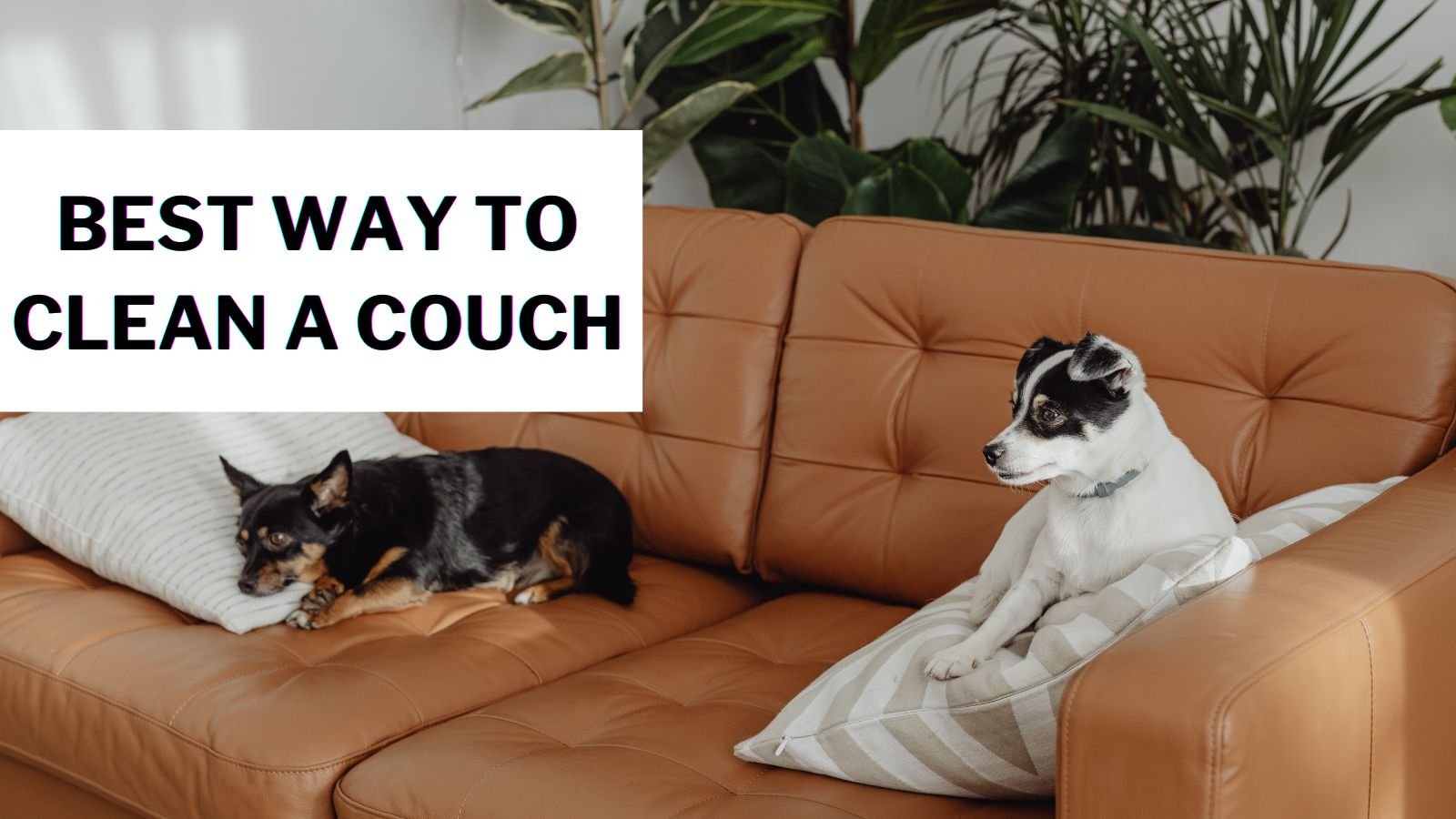 Best Way To Clean A Couch