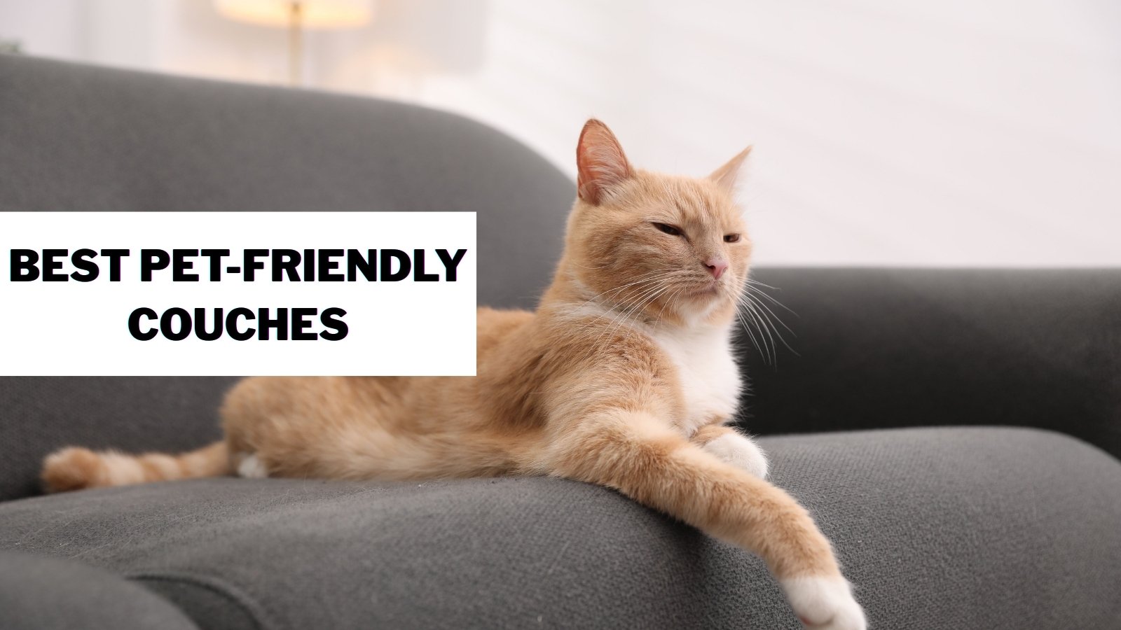 Best Pet-Friendly Couches