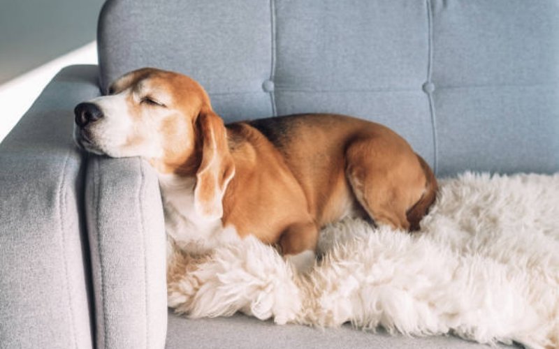 best sofa for dogs